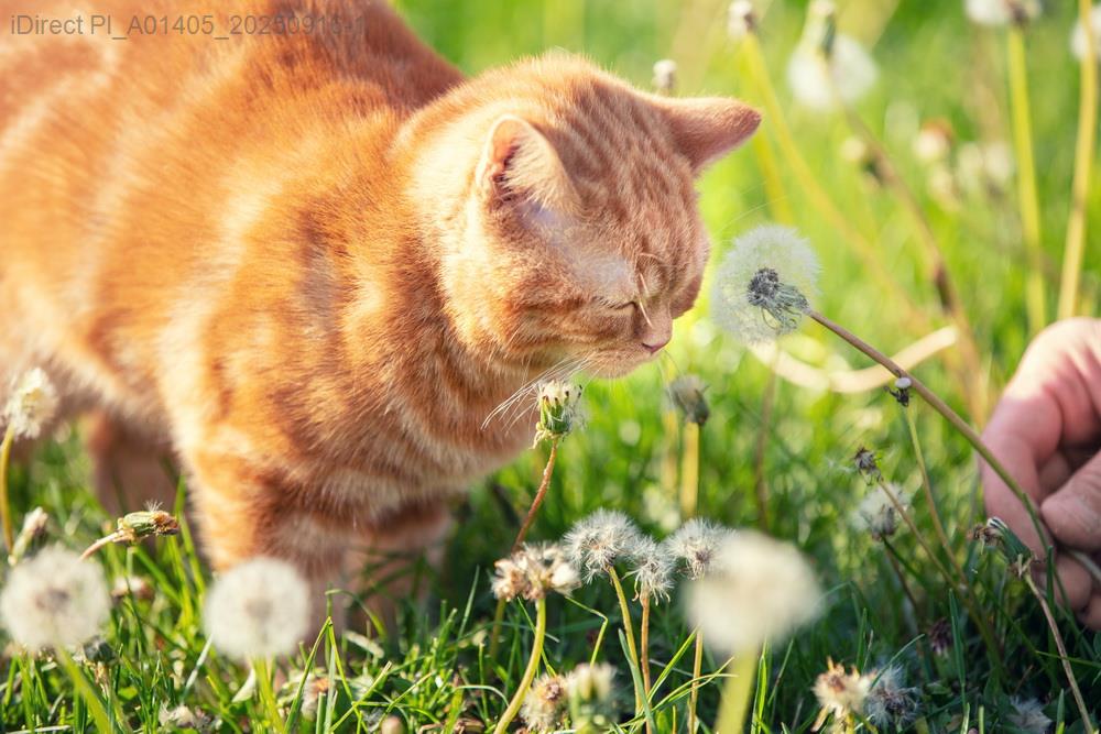 「毛孩新造型！2023最強寵物美容店大推薦，讓毛球變時尚達人！」